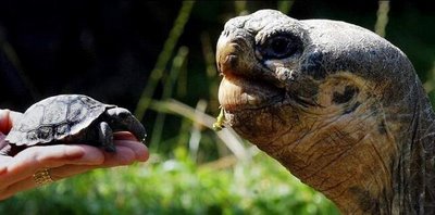it's a boy.. tortoise