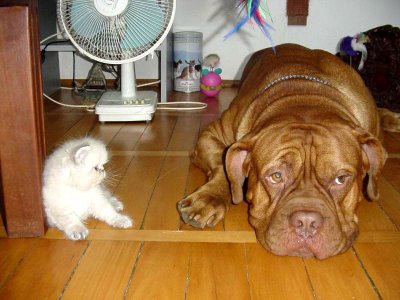 cat and dog friend