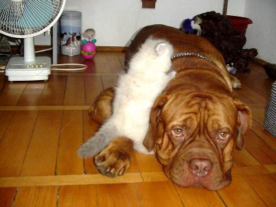 bulldog and cute cat