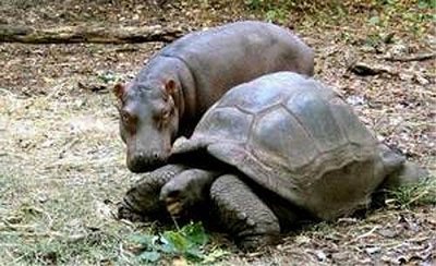hippopotamus and his 'mother' tortoise