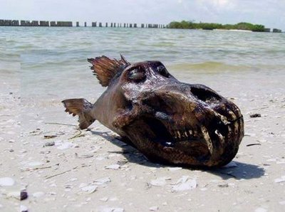 weird fish with sharp jaw breaker found at sea side