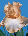 Aphrodisiac Fragrant German Iris