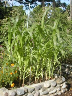 Corn crop, La Ceiba,Honduras