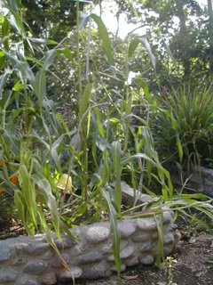 storm damaged corn, La Ceiba, Honduras