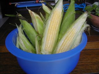 corn harvest, La Ceiba, Honduras