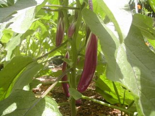 Pingtung long eggplant, La Ceiba, Honduras