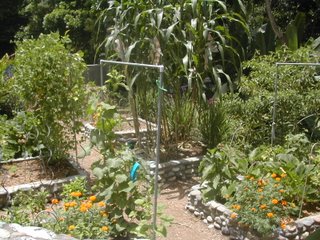 vegetable garden, La Ceiba, Honduras