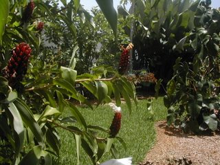 garden, La Ceiba, Honduras