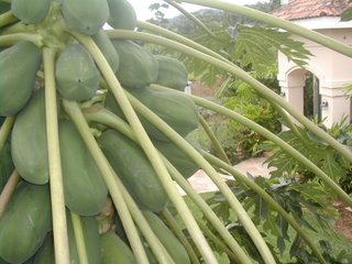 papayas, La Ceiba, Honduras