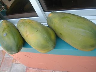 papayas, La Ceiba, Honduras