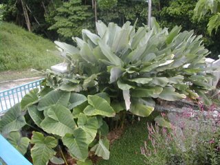 Calathea lutea and elephant ears