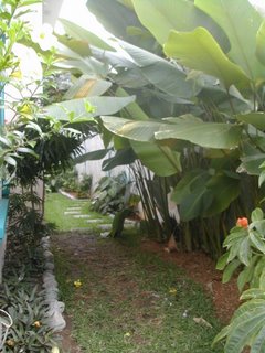 Calathea lutea