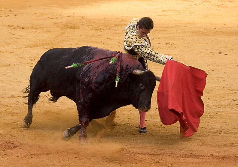 I Did Not Know That Yesterday Why Do Bulls Attack The Color Red
