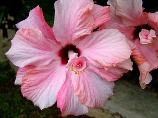 Hybiscus Flower