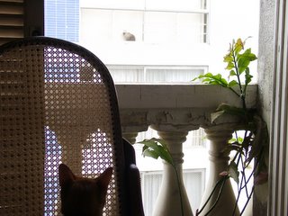 <br />Snarf espiando o gato da vizinha na janela.