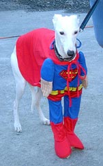 Supermann Windhund