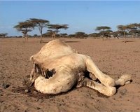 Dead Camel by WFP