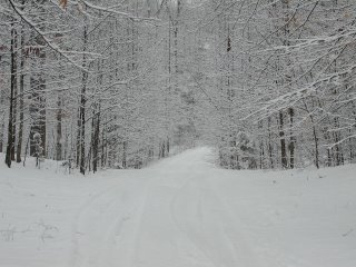 Snowy Path (C) DByrd Manassas, VA