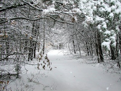 Snowy path, February 2005