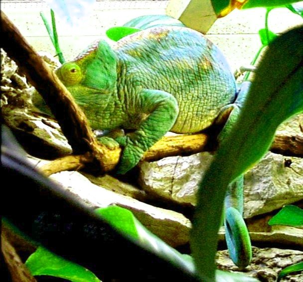 Amazing chameleon