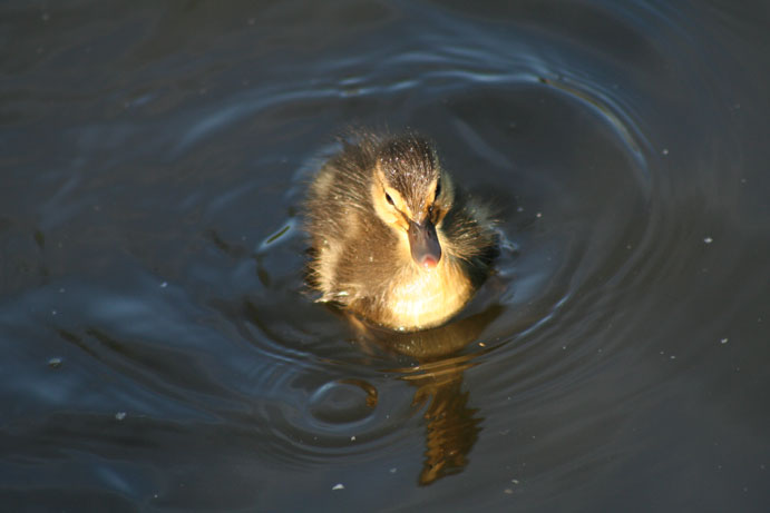 https://photos1.blogger.com/blogger/4819/2908/1600/duckling.jpg