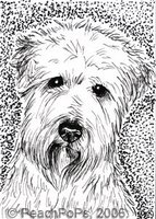 Wheaten Terrier Dog arT card