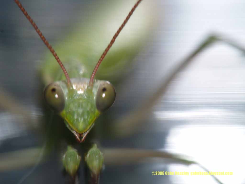 Download image Praying Mantis PC, Android, iPhone and iPad. Wallpapers 