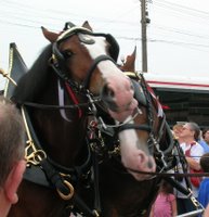 Clydesdales at Mountaineer