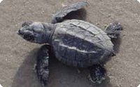 Ripley Turtle hatchling
