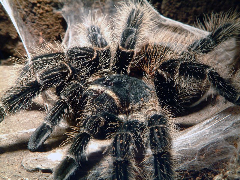 Пауки-птицееды Lasiodora parahybana, молодь L-2 1 шт - 7 руб. 3 шт. - 20 руб. Ми