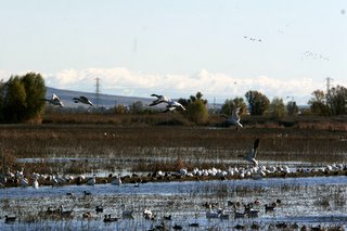 Winter Fowl, Colusa NWR. Copyright 2005, Shawn  Kielty. All rights reserved.