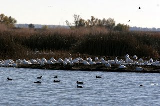 Winter Fowl, Colusa NWR.  Copyright 2005 Shawn Kielty. All rights reserved.