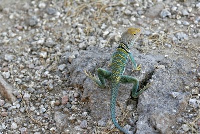 Collared Lizard Male, Usery Mountain Recreation Area.  © Shawn Kielty 2005.  All rights reserved.
