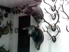 Una cabeza de toro de lidia es exhibida como trofeo en el Museo de Caza de Ronda