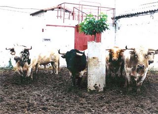 Novillada de los Herederos de María do Carmo Palha lidiada en Céret el 9 de julio de 1995