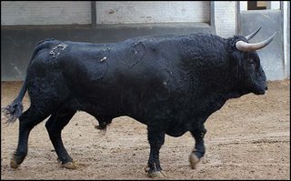 Pitonista, nº 39, negro y bien puesto, nacido en agosto de 2002, de 554 Kgs., de la ganadería de Puerto de San Lorenzo