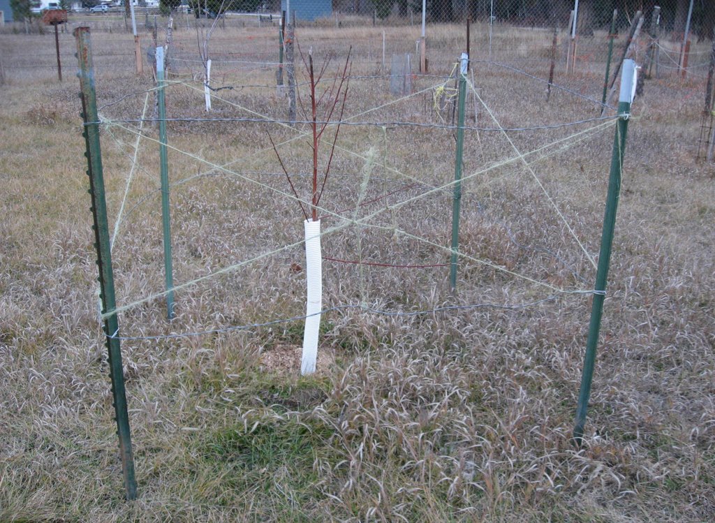 Bwst deer fencing for fruit trees