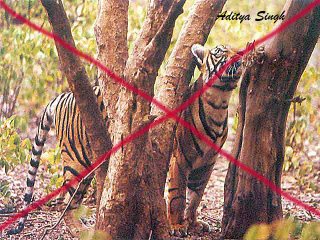 Tiger poaching in Ranthambore