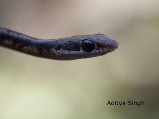 Bronze backed tree snake