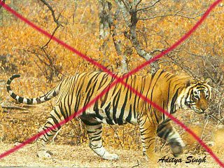 Tiger poaching in Ranthambhore