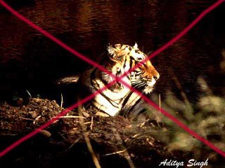 Missing male tiger of Ranthambore, probably killed by tiger poachers