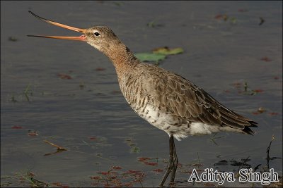 Black tailed Godwit