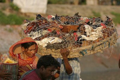 chicken seller in Sundarbans