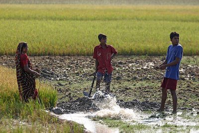 farming in Sundarbans