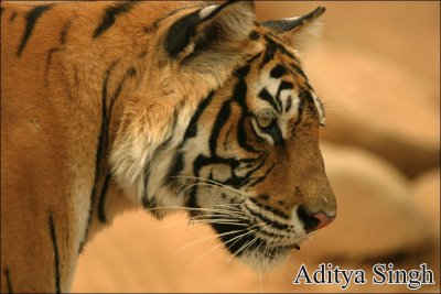 tiger
