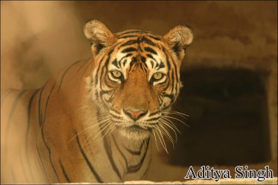Ranthambore tiger