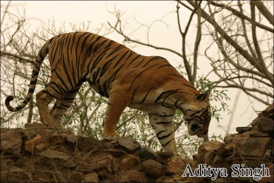 Tiger in Ranthambore