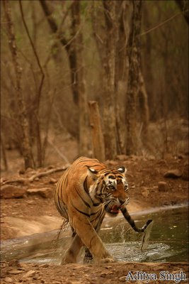 Tiger charge