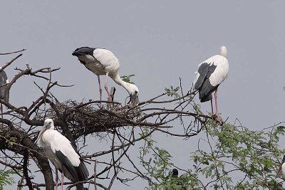 Open-billed Storks nesting in Bharatpur