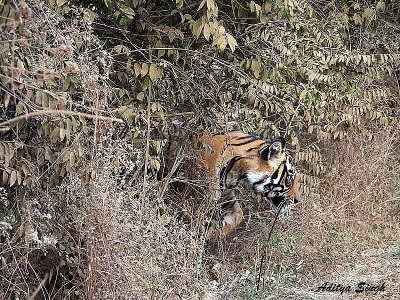 ranthambore male tiger